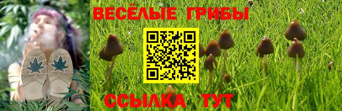 Псилоцибиновые грибы Psilocybe  Псилоцибиновые грибы Psilocybine cubensis  Богородск  купить наркотик  Вход с VPN 