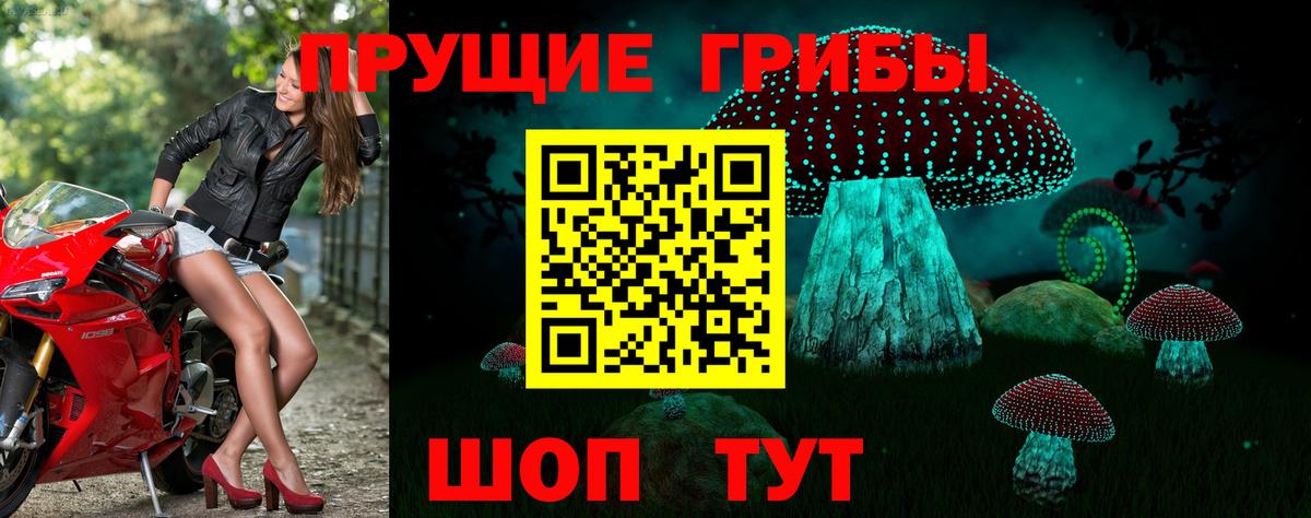 Галлюциногенные грибы Psilocybe Богородск